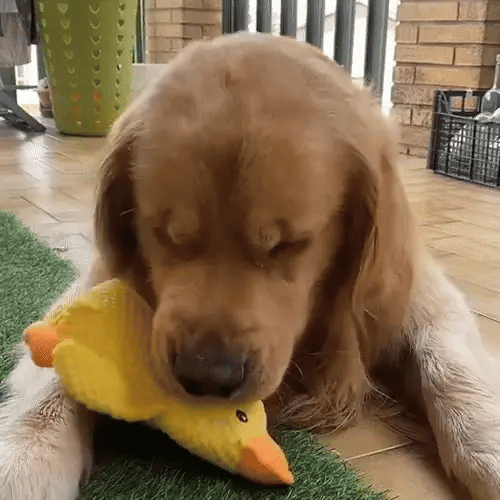 TILLFÄLLIGT 50% OFF TuffDuck™