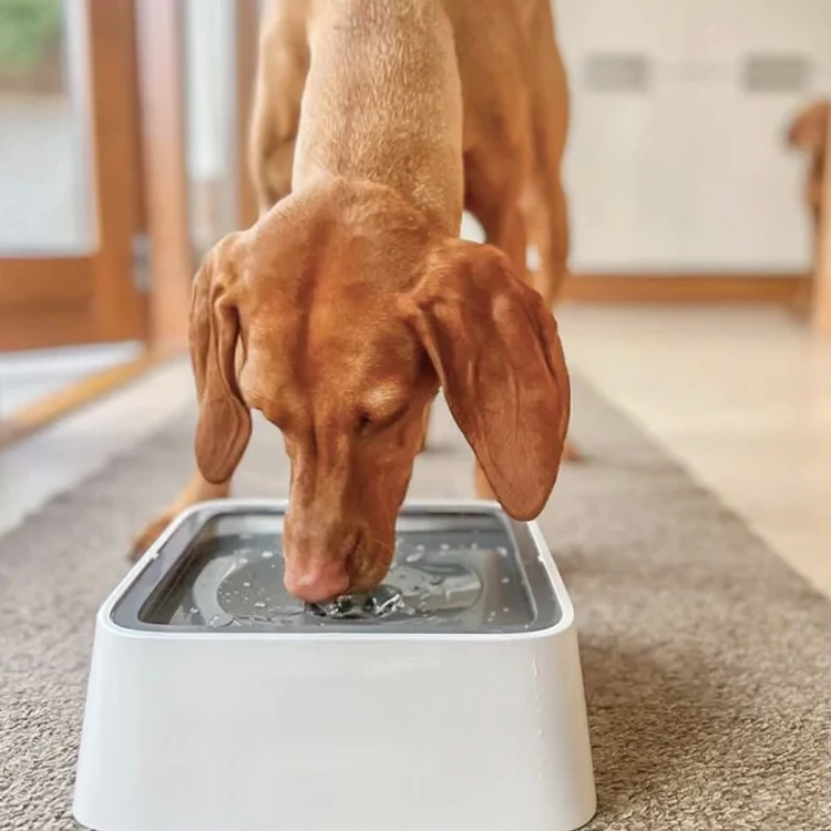 TILLFĂLLIGT 50% RABATT | GentleSipâą | StĂ€nkskyddad vattenskĂ„l för husdjur