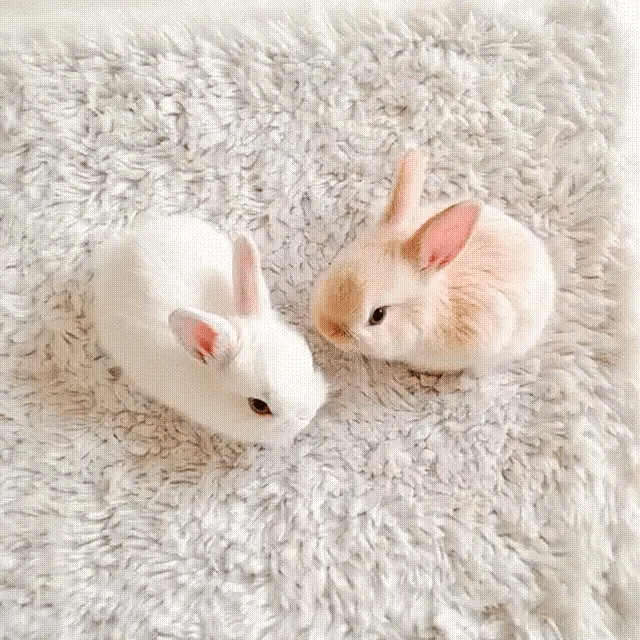 TILLFĂLLIGT 50% RABATT | BunnyBotâą | Din gosiga, verklighetstrogna följeslagare för livet!