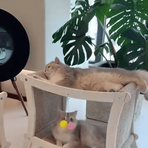 TILLFÄLLIGT 50% OFF  PawVilla™ 