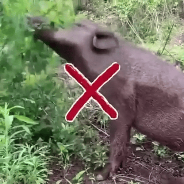 TILLFÄLLIGT 50% OFF  SolGuard™