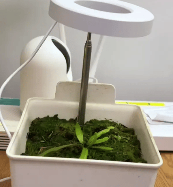 TILLFÄLLIGT 50% OFF  LumiSprout™