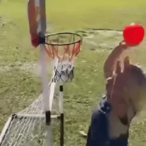 TILLFÄLLIGT 50% OFF  HoopKick™ 