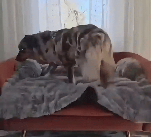 TILLFÄLLIGT 50% OFF  SnugPaws™