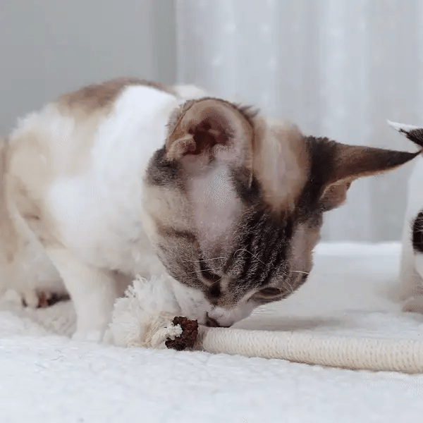 3 + 3 GRATIS IDAG  KittyKnot™ 