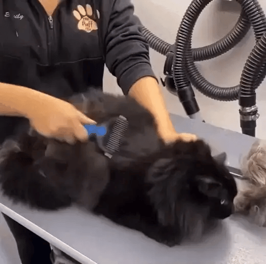 TILLFÄLLIGT 50% OFF  FurSweep™