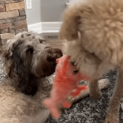 TILLFÄLLIGT 50% OFF  Flopster™ 