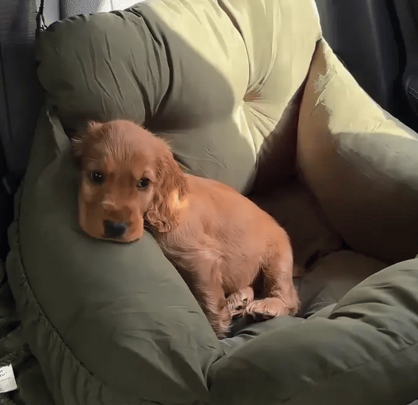 TILLFÄLLIGT 50% OFF  PawLounger™