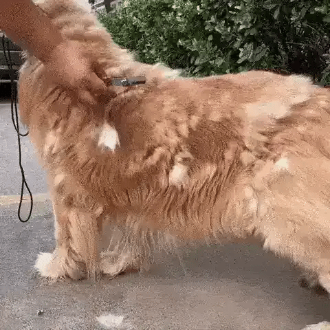 TILLFÄLLIGT 50% OFF  FurSweep™