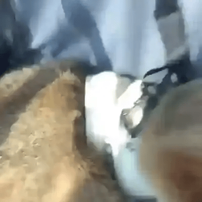 TILLFÄLLIGT 50% OFF  PawSeat™