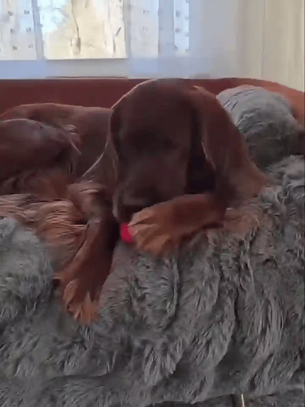 TILLFÄLLIGT 50% OFF  SnugPaws™