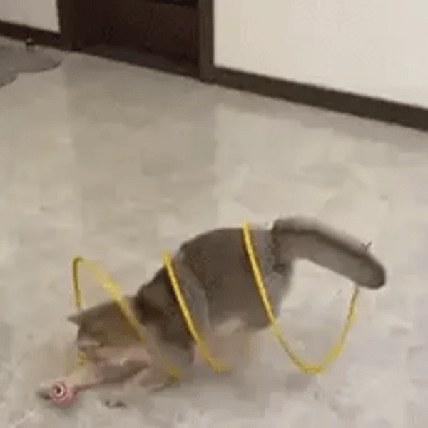 TILLFÄLLIGT 50% OFF  PurrSpiral™