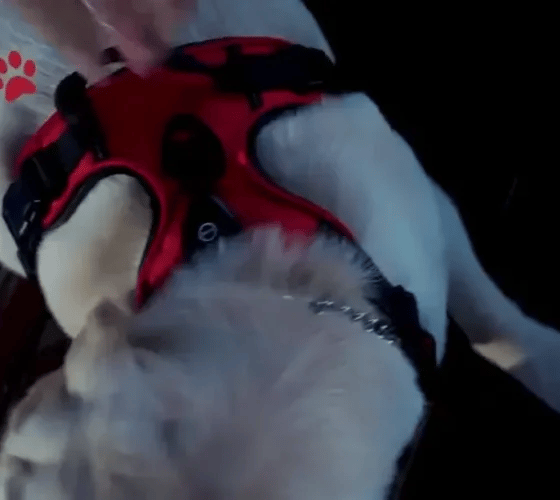 TILLFÄLLIGT 50% OFF  GloLeash™ 
