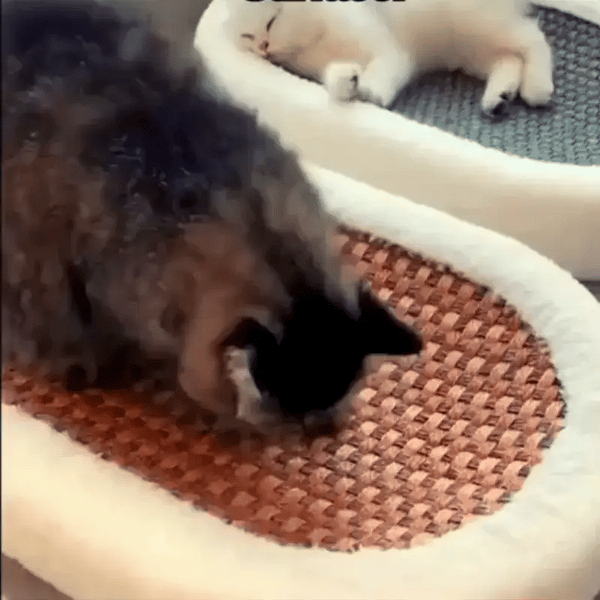 TILLFÄLLIGT 50% OFF  ScratchNest™