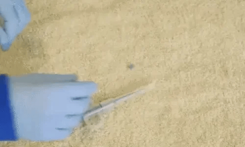 1 + 1 GRATIS IDAG  PawPiller™