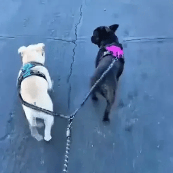 TILLFÄLLIGT 50% OFF  PowerLeash™