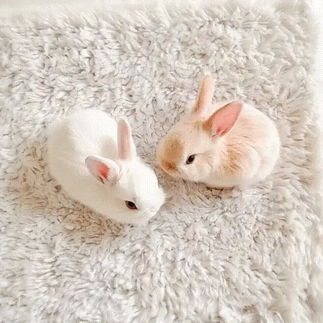 TILLFÄLLIGT 50% RABATT | BunnyBot™ | Din gosiga, verklighetstrogna följeslagare för livet!
