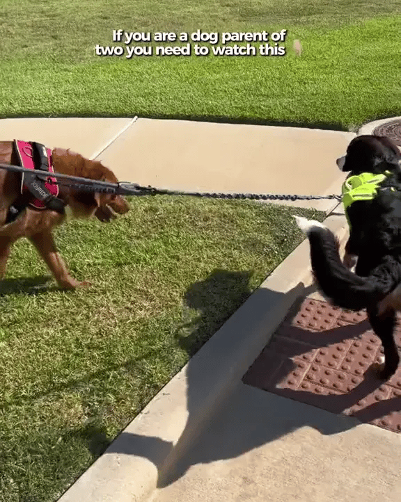 TILLFÄLLIGT 50% OFF  PowerLeash™